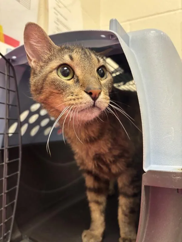 An adult small-sized male Domestic Short Hair cat named MacAroni Salad for adoption in Santa Rosa, CA