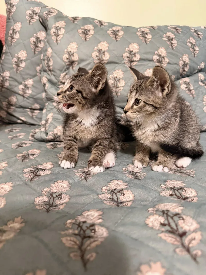 A baby small-sized male Domestic Short Hair cat named Derricka & Dat for adoption in Clarksville, TN