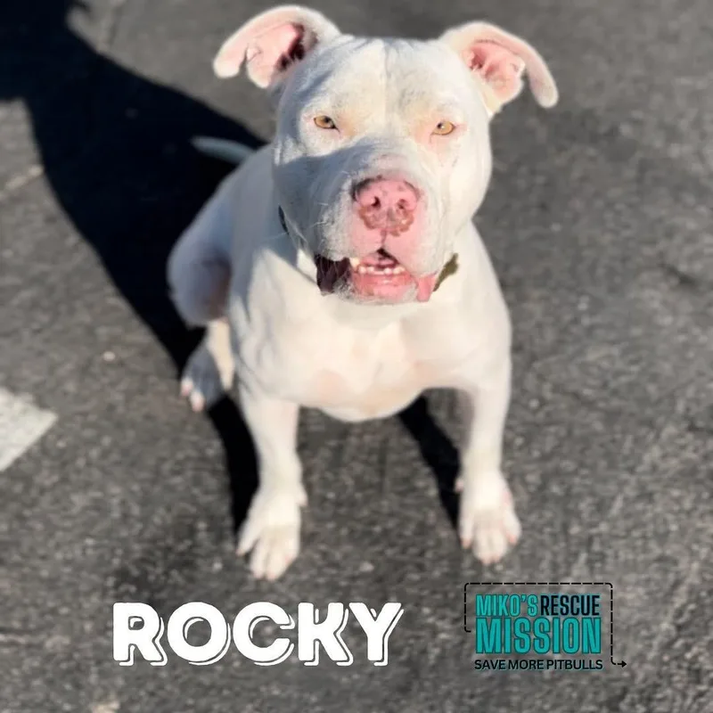 Rocky thumbnail 2