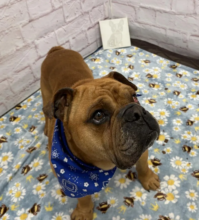 An adult medium-sized male Mixed Breed dog named Biggie for adoption in Detroit, MI