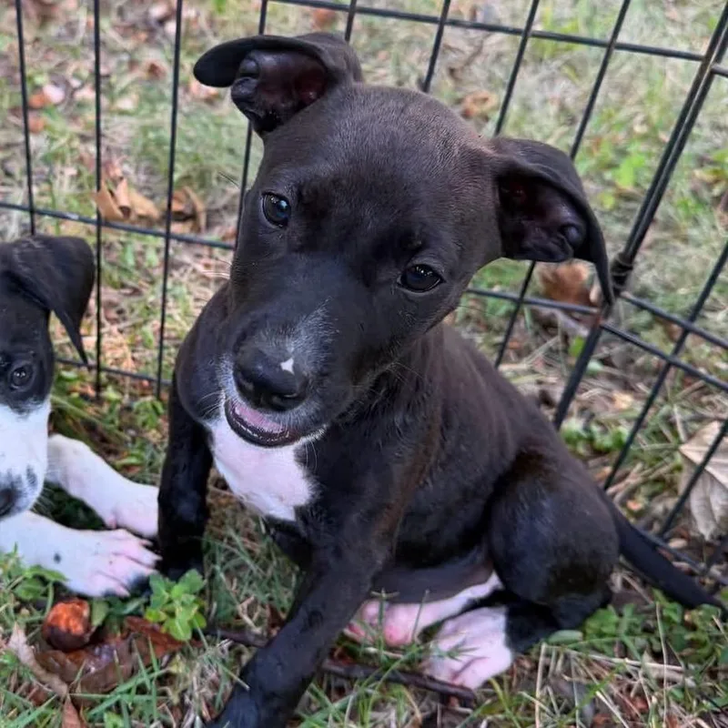 A baby small-sized female Labrador Retriever dog named Dr. Elizabeth  DVM for adoption in Shawnee, KS