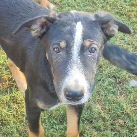 A young small-sized male Shepherd dog named Rainer for adoption in Dover, AR