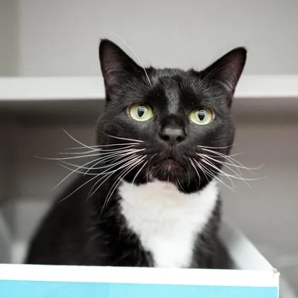 An adult small-sized female Black Domestic Short Hair cat named Java for adoption in Atlanta, GA