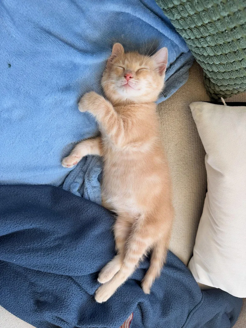 Joon