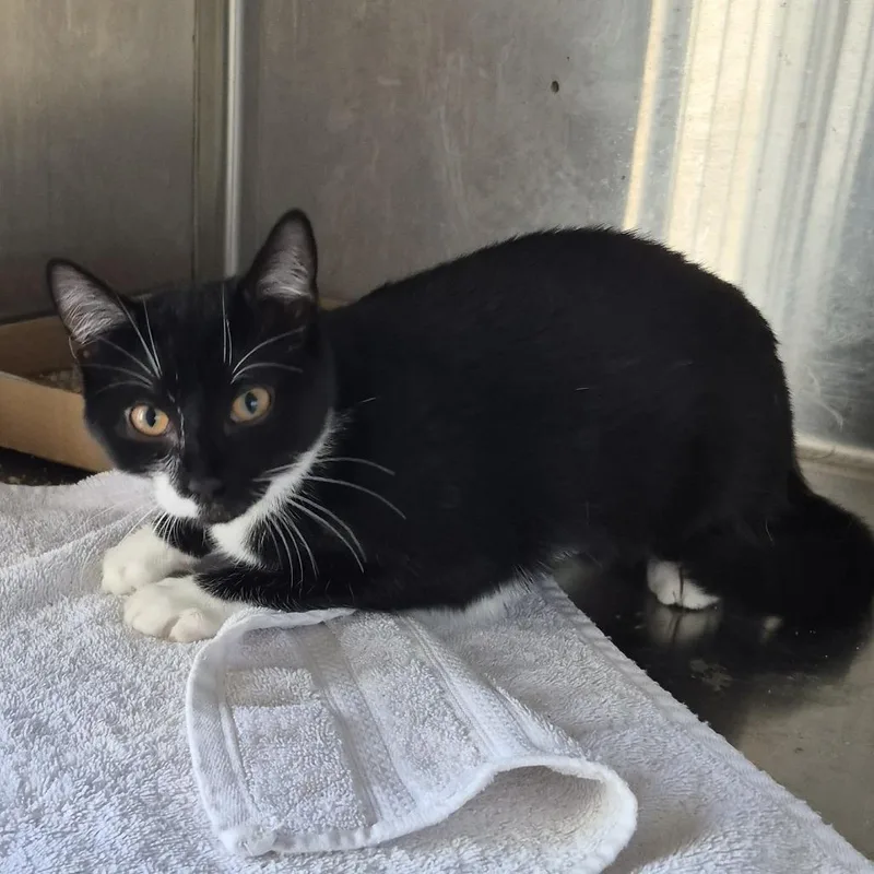 A baby small-sized male Black Domestic Short Hair cat named Tonton for adoption in Natick, MA