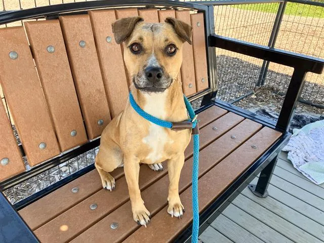 An adult small-sized female Pug dog named Glenda for adoption in Tustin, CA
