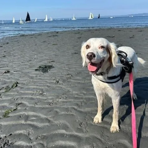 An adult large-sized male White / Cream English Setter dog named Ranger for adoption in Redmond, WA
