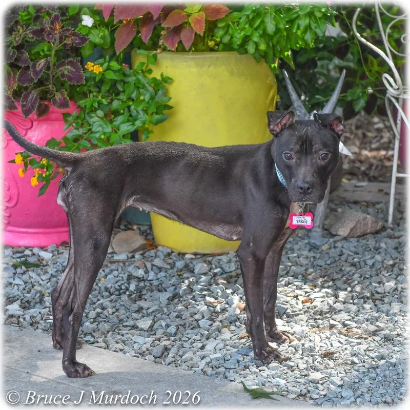 An adult medium-sized female Black Pit Bull Terrier dog named Trixie for adoption in Wake Forest, NC