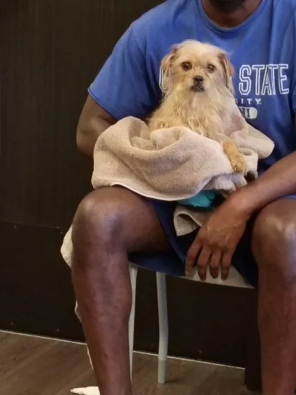 A young medium-sized female Mixed Breed dog named Monna for adoption in Atlanta, GA