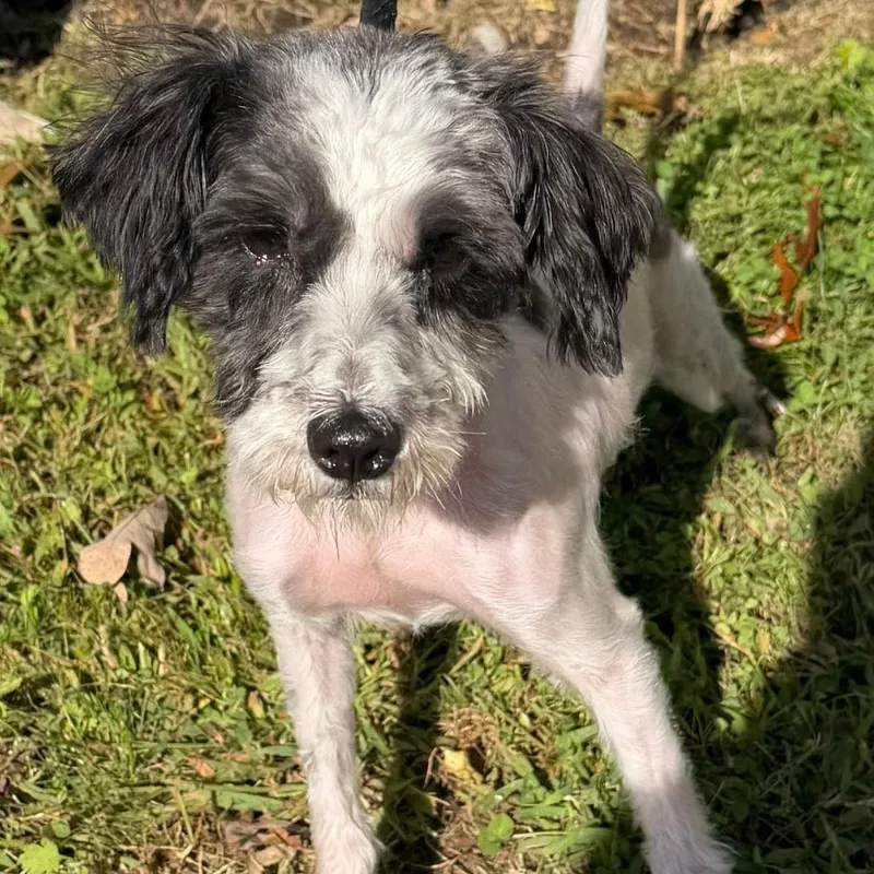 An adult small-sized female White / Cream Terrier dog named Ginny for adoption in Calverton, NY