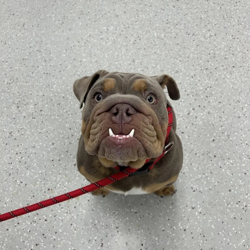 A young medium-sized male Gray / Blue / Silver English Bulldog dog named Scooby for adoption in Indianapolis, IN