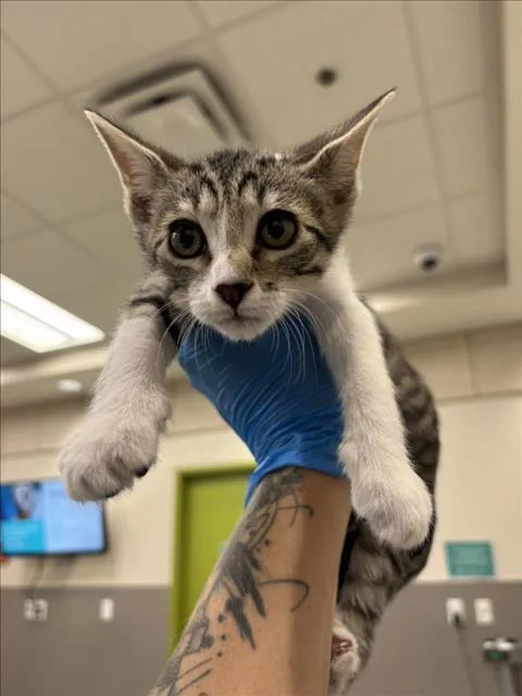 A baby small-sized male Domestic Short Hair cat named Tito Jackson for adoption in Las Vegas, NV