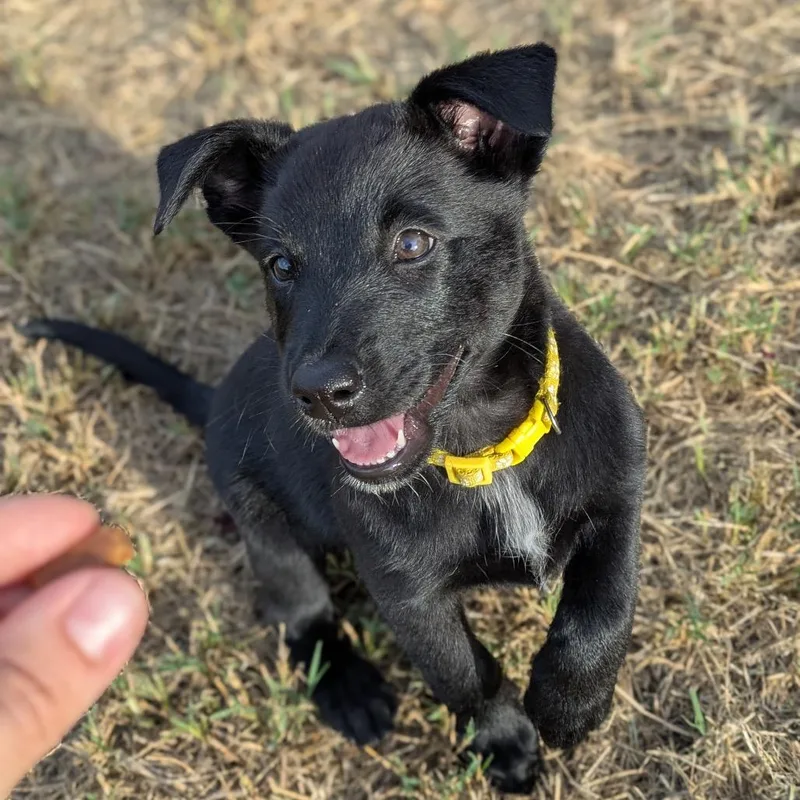 A baby medium-sized female Black Labrador Retriever dog named Reese for adoption in Brownsville, TX
