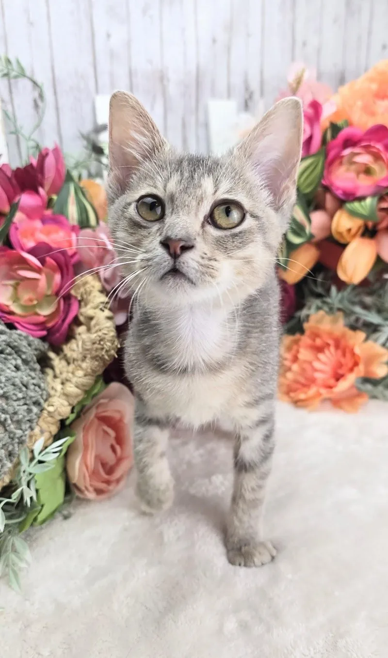 A baby small-sized female Tabby (Gray / Blue / Silver) Domestic Short Hair cat named Strawberry  The Lovebug for adoption in Ocean Springs, MS