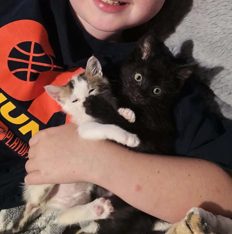 A baby medium-sized female Tabby cat named Bianca Del Rio for adoption in Tulsa, OK