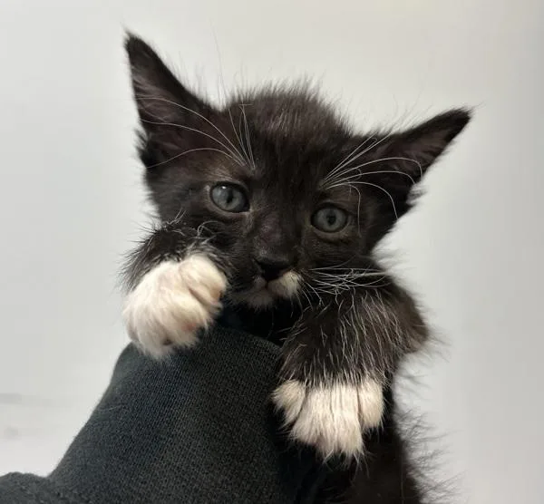 A baby small-sized female Domestic Short Hair cat named Raffle for adoption in San Diego, CA