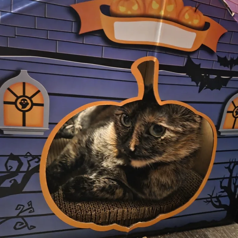 Zoey thumbnail 3