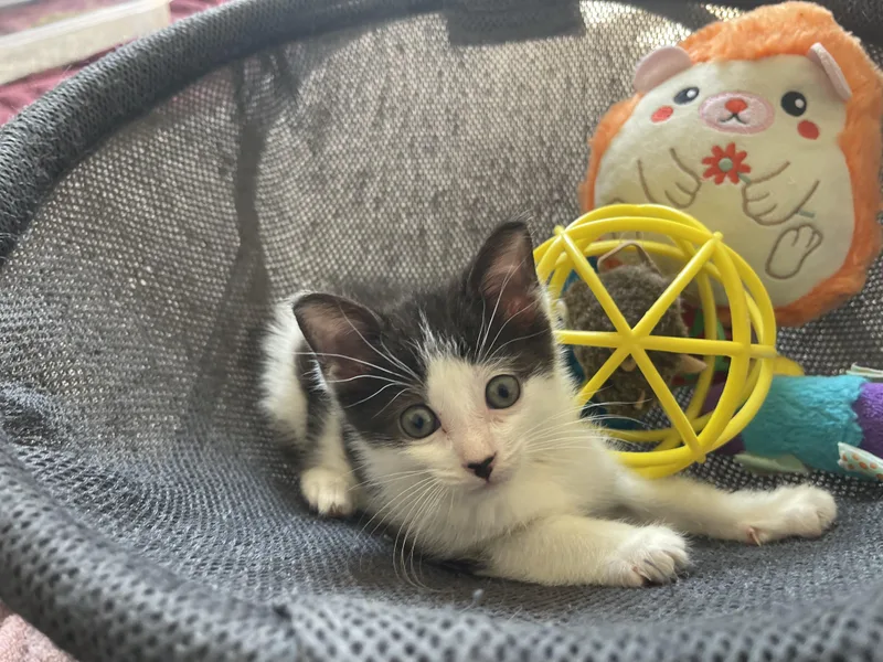 A baby medium-sized female Black & White / Tuxedo Domestic Short Hair cat named Miney for adoption in Davison, MI