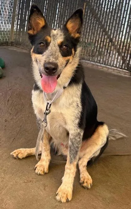 An adult large-sized male Australian Cattle Dog / Blue Heeler dog named Cow Boy for adoption in Savannah, GA