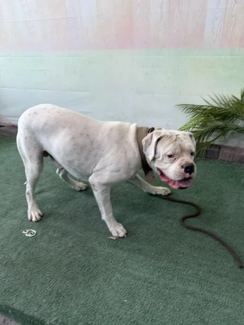 A young medium-sized male Boxer dog named Clyde for adoption in Baldwin Park, CA