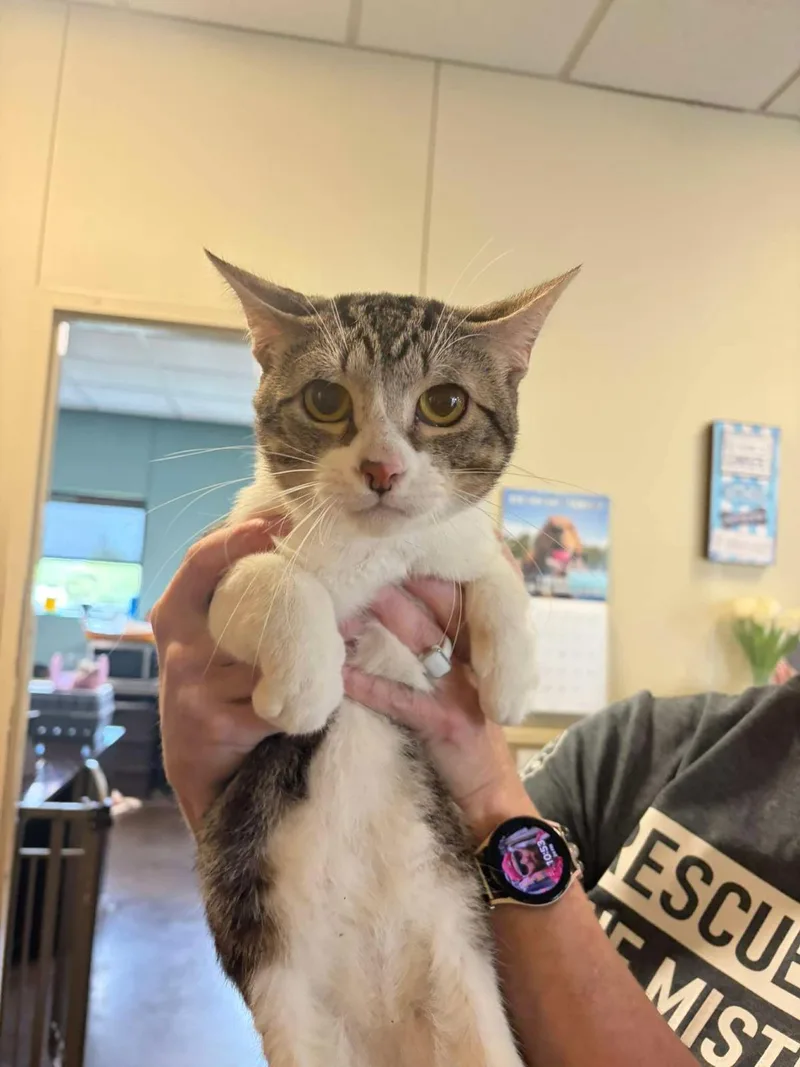 An adult medium-sized male Domestic Short Hair cat named Neil for adoption in Rockwall, TX