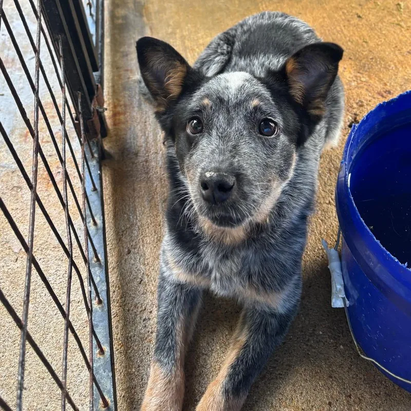 A young small-sized female Black Australian Cattle Dog / Blue Heeler dog named Royal for adoption in Lake Jackson, TX