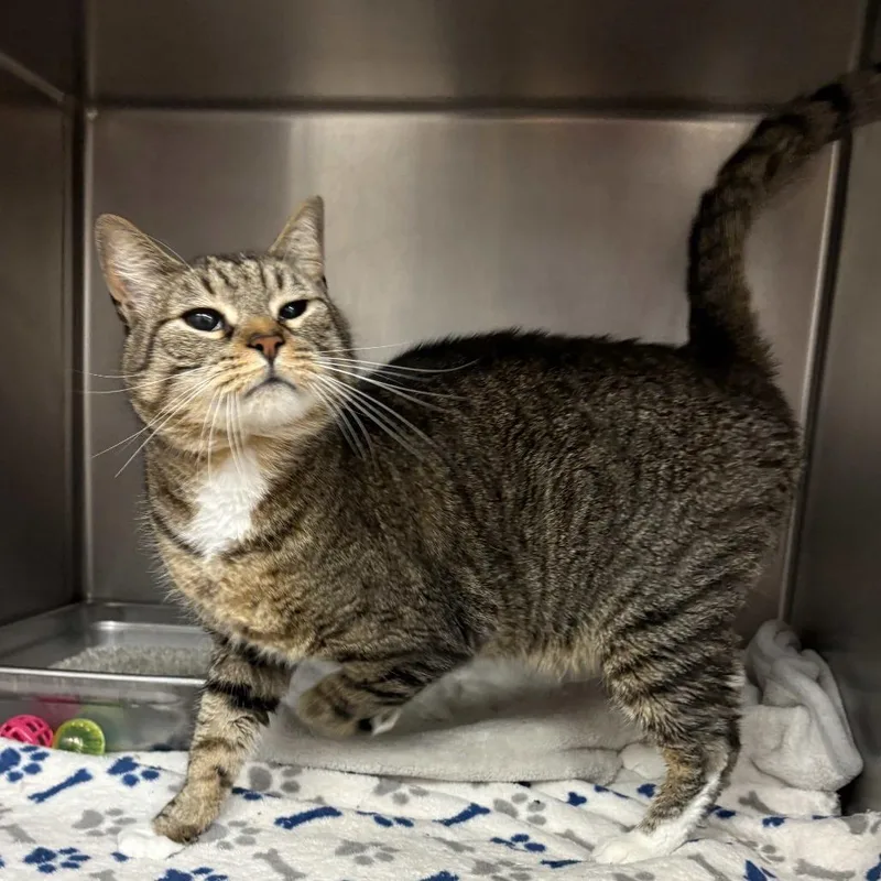 A senior large-sized male Brown / Chocolate Domestic Short Hair cat named Jake for adoption in Beaumont, TX
