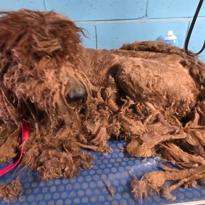 Richie Rich thumbnail 2