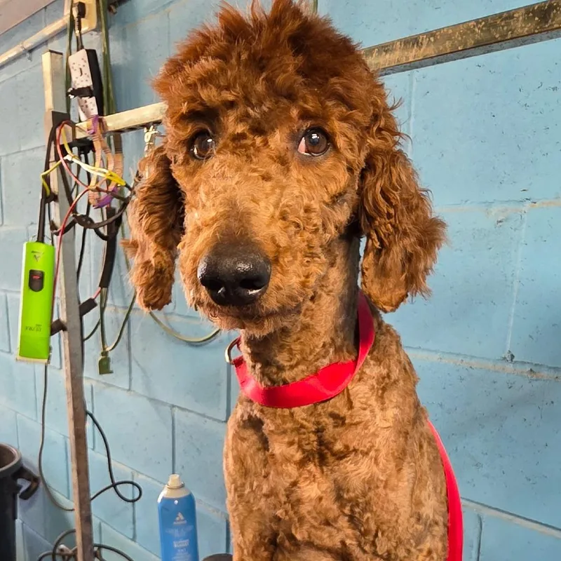 Richie Rich thumbnail 3