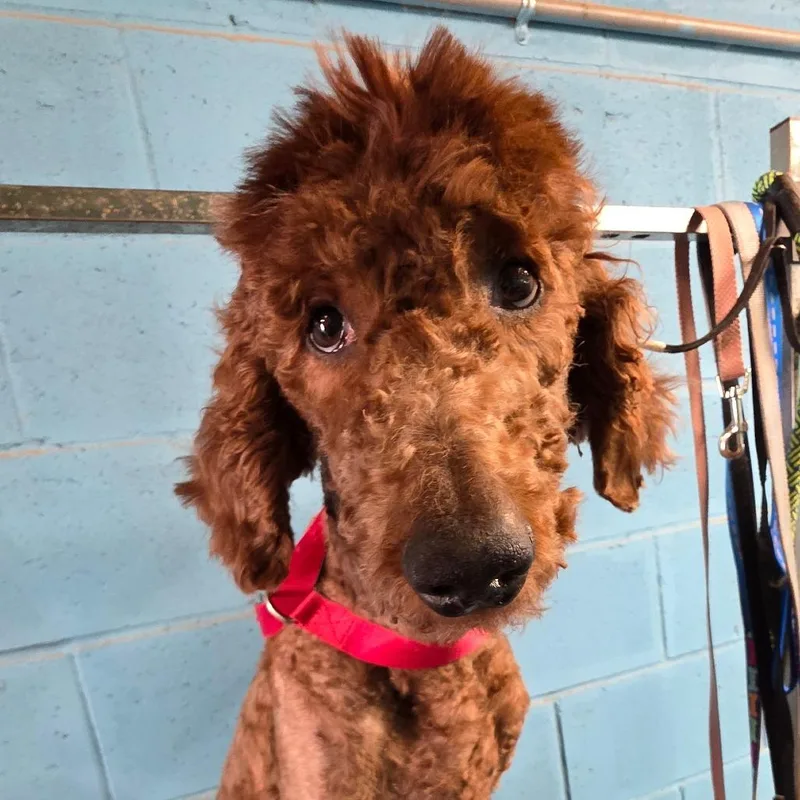 Richie Rich thumbnail 4