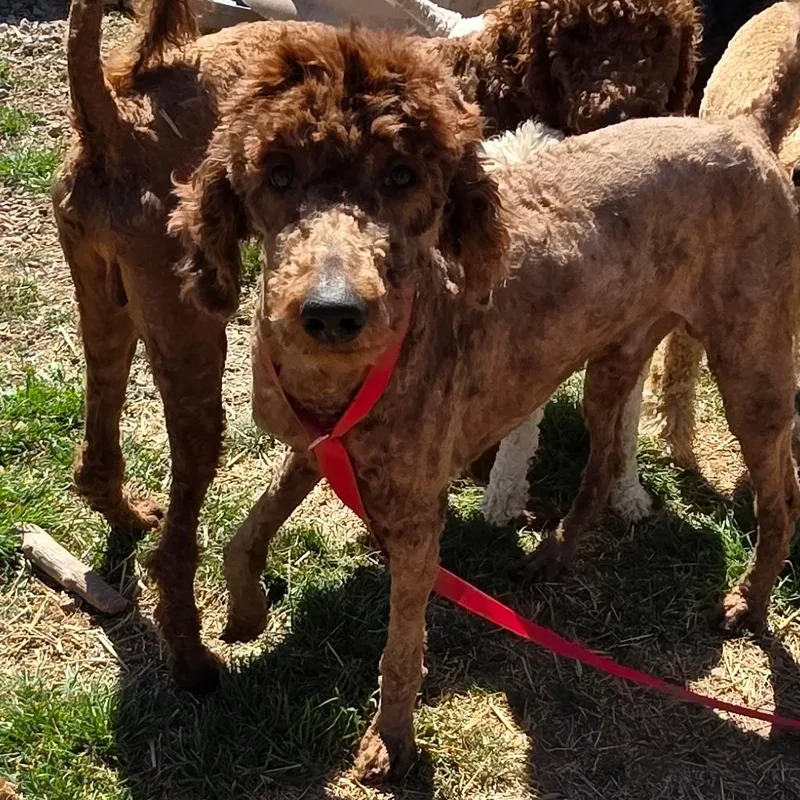 Richie Rich thumbnail 6