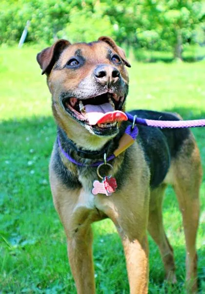 An adult large-sized female Beagle dog named Nala for adoption in Morton Grove, IL