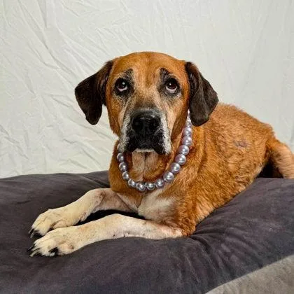A senior medium-sized female Hound dog named Priscilla for adoption in Gastonia, NC