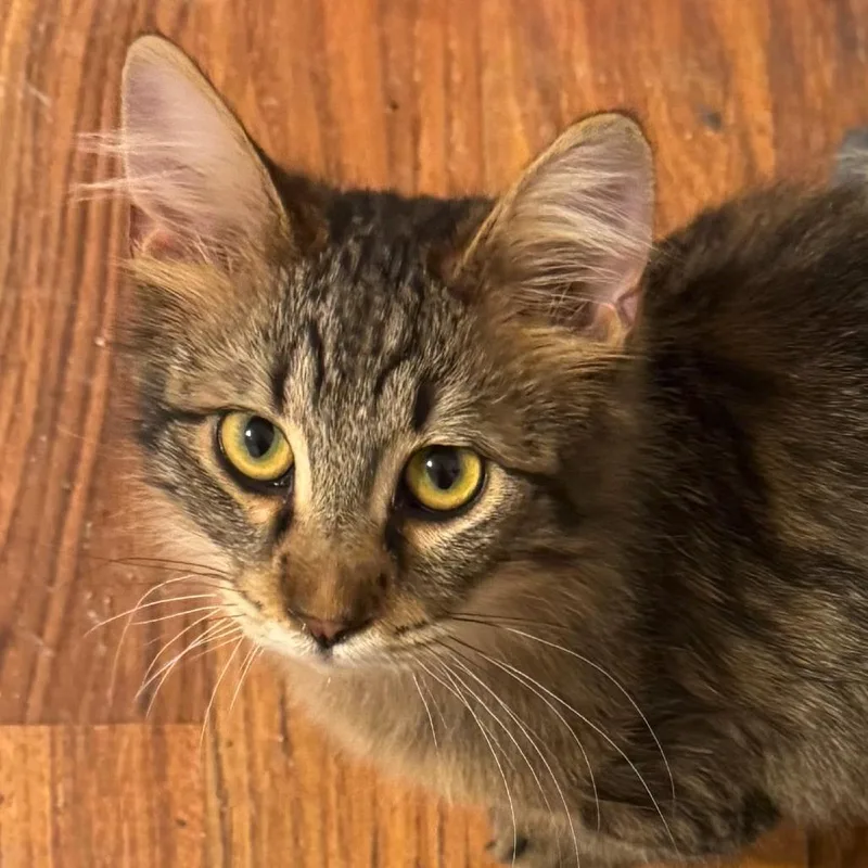 Floof thumbnail 2