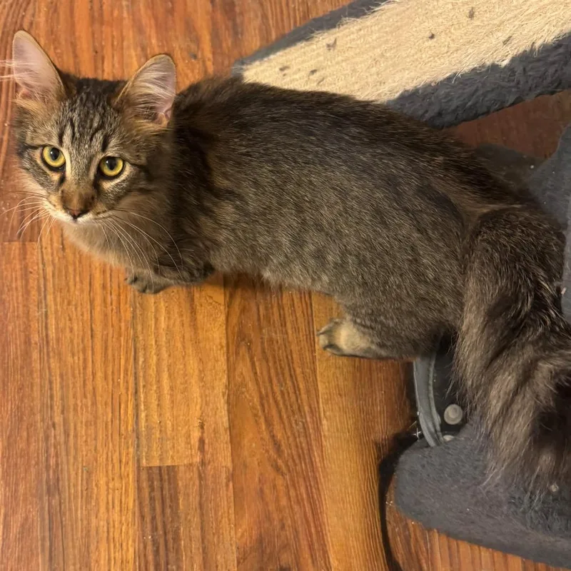 Floof thumbnail 3