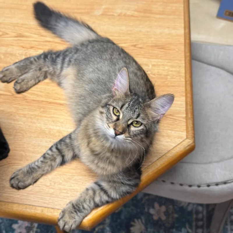 Floof thumbnail 4