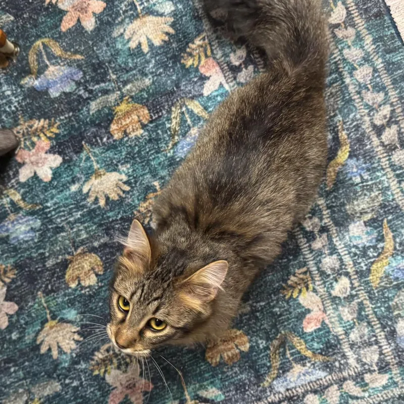 Floof thumbnail 5