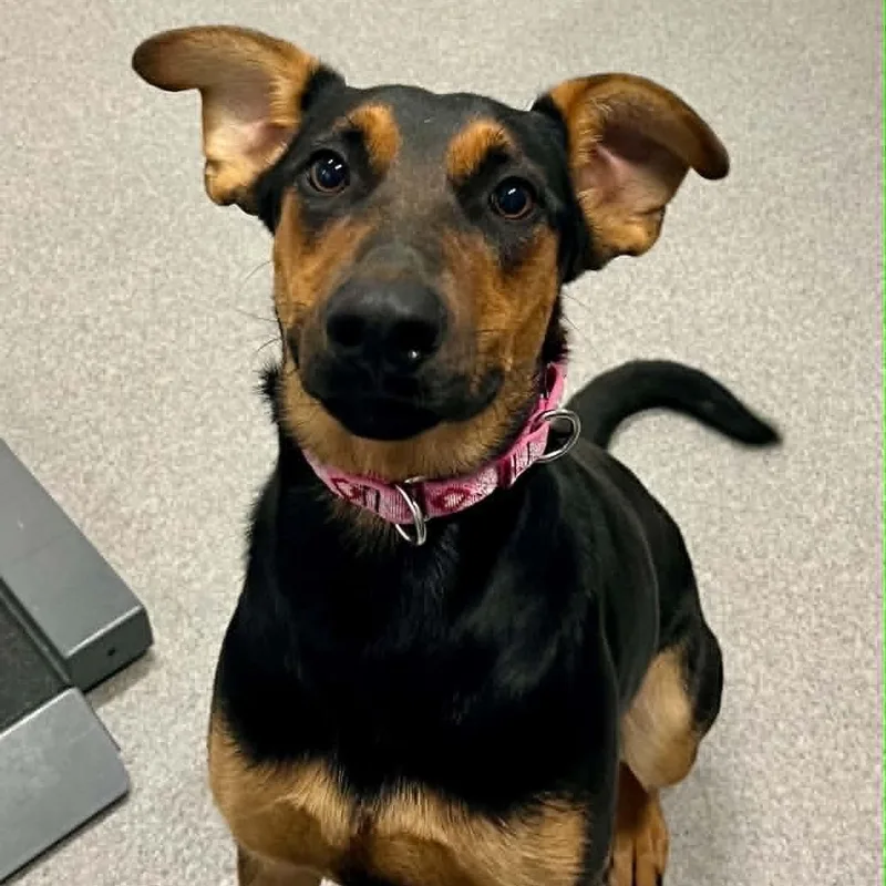 An adult medium-sized female Mixed Breed dog named Shiloh for adoption in Moundsville, WV