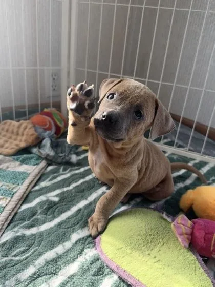 An adult small-sized female Pit Bull Terrier dog named Smidge for adoption in St. Anne, IL