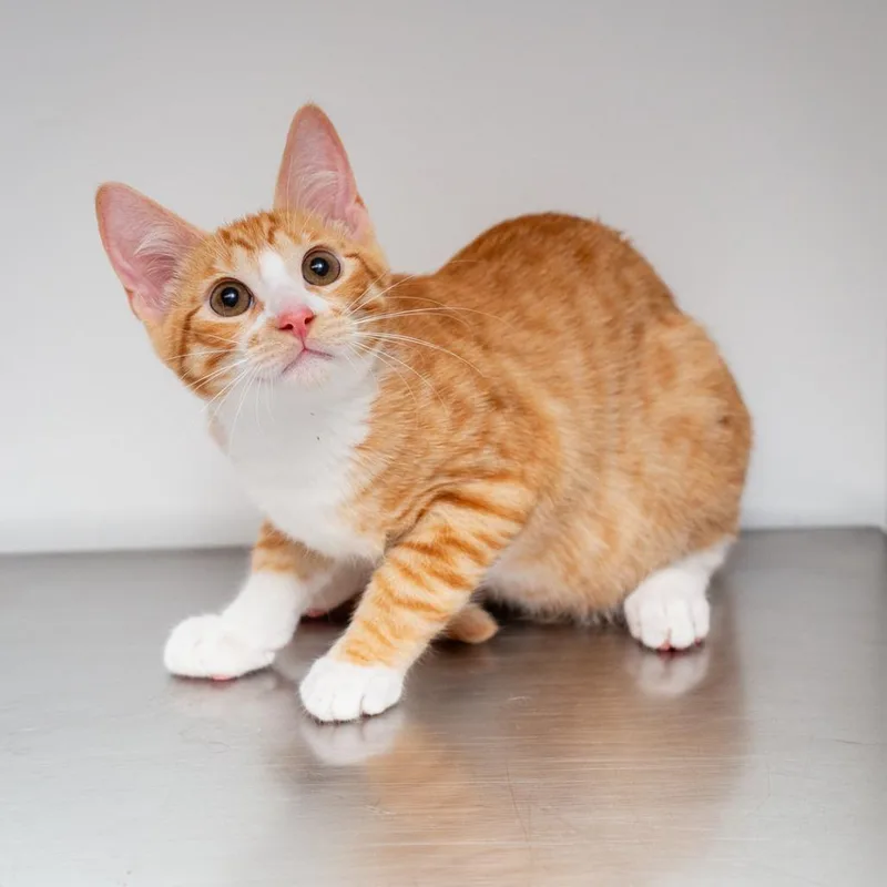 A baby small-sized male Orange / Red Domestic Short Hair cat named Rolex for adoption in Hattiesburg, MS