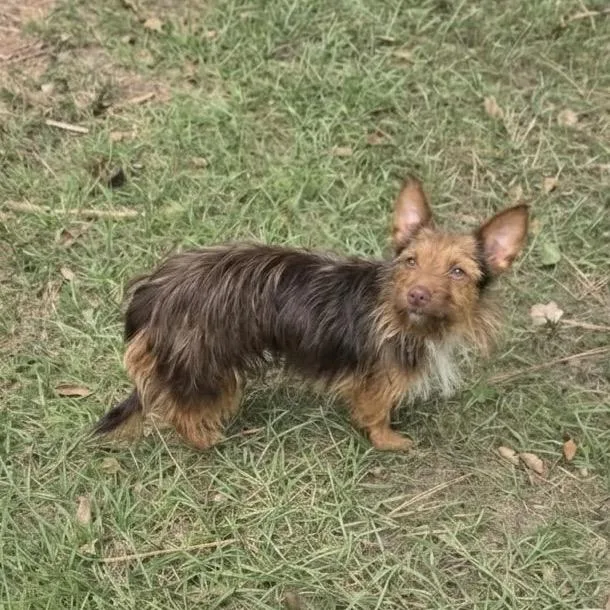 An adult small-sized female Golden Australian Terrier dog named Coco Cinnamon for adoption in Houston, TX