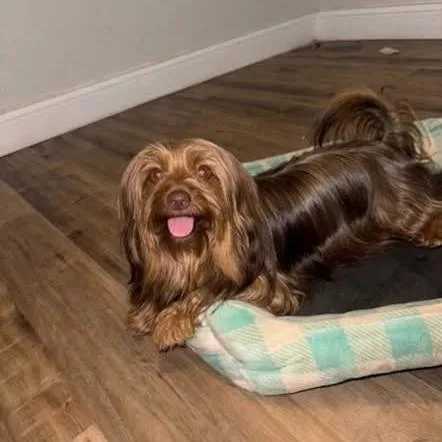 Coco Cinnamon thumbnail 2