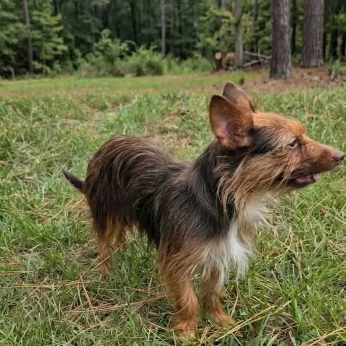 Coco Cinnamon thumbnail 3
