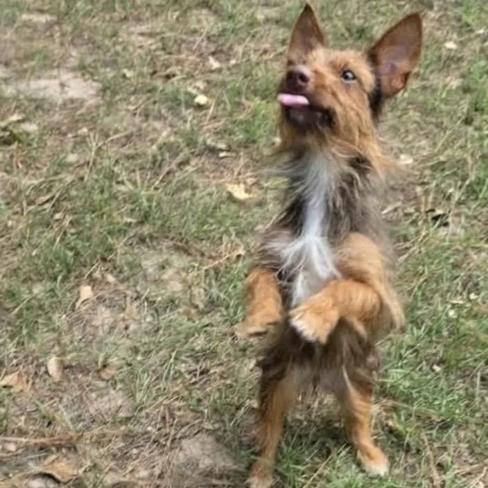 Coco Cinnamon thumbnail 4