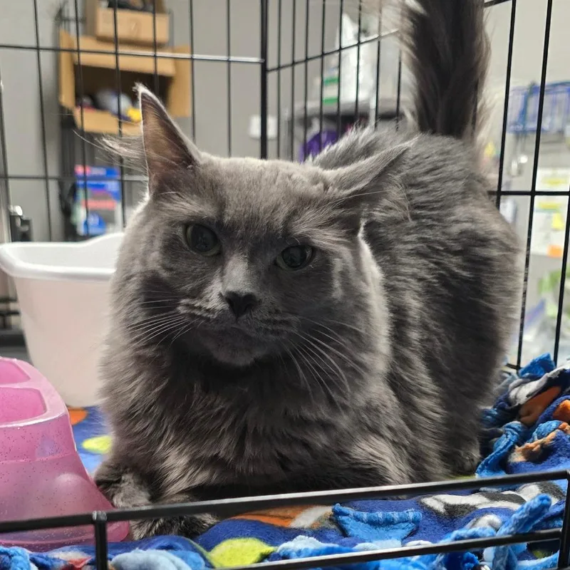 An adult small-sized female Gray / Blue / Silver Domestic Medium Hair cat named Citka for adoption in Spokane, WA