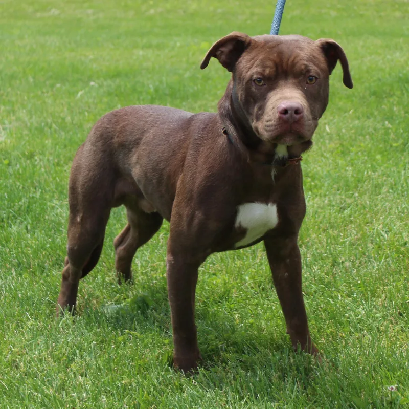 A young medium-sized male Brown / Chocolate Pit Bull Terrier dog named Linus for adoption in Heath, OH