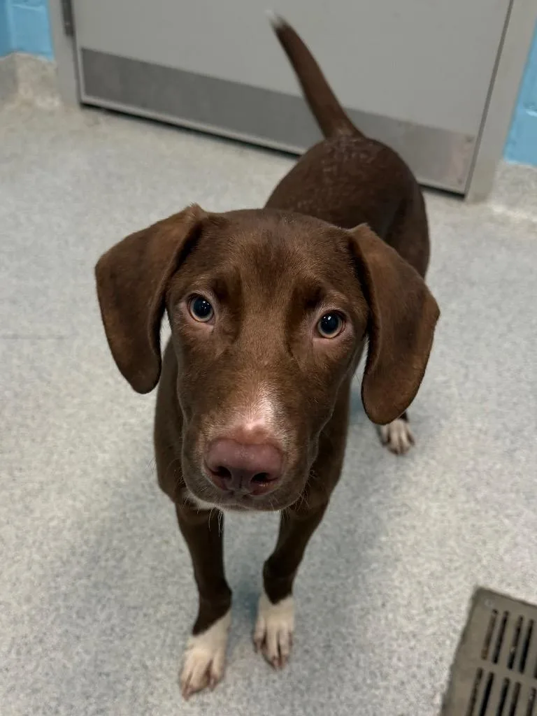 A baby medium-sized male Hound dog named Juice for adoption in Frankfort, KY