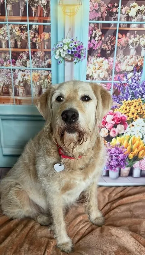 An adult medium-sized male Labrador Retriever dog named Kilo for adoption in Fruit Heights, UT