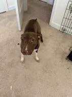 An adult medium-sized female Mixed Breed dog named Gracie for adoption in West Chester, PA