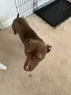 Gracie thumbnail 2